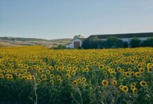 growth horizon analysis framework