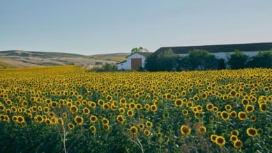 growth horizon analysis framework