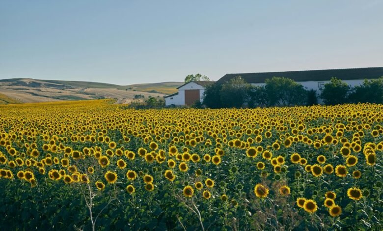 growth horizon analysis framework